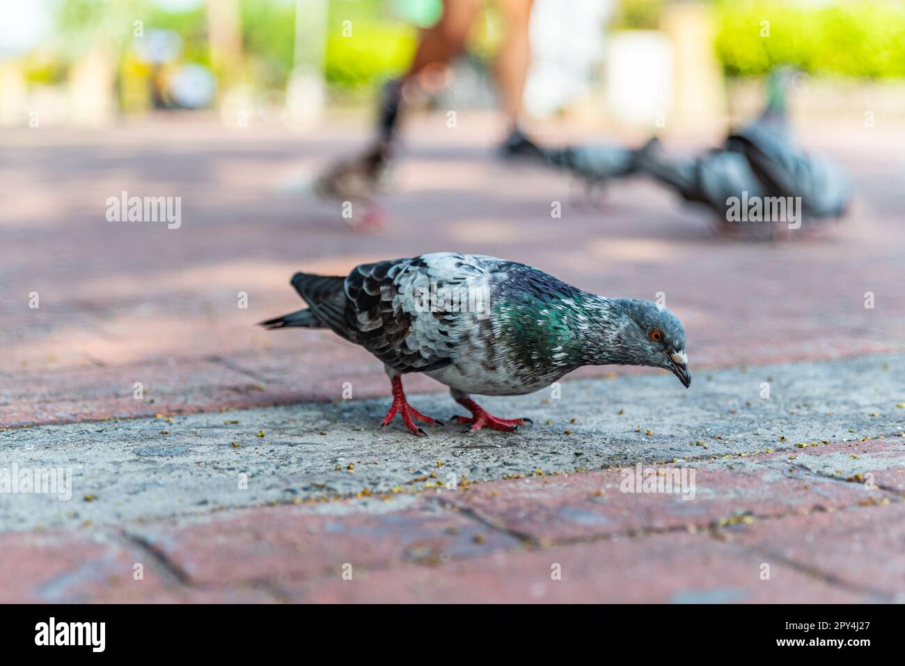 Piccioni che si nutrono di pangrattato gettati contro di loro al Rizal Park nelle Filippine Foto Stock