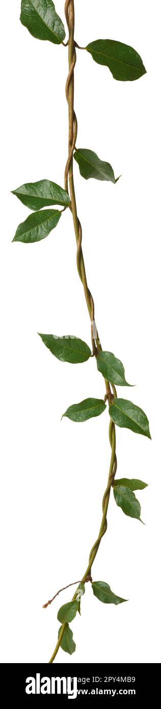 petrea volubilis pianta di vite verde, salite o diffusione con steli sottili o tendri con piccole foglie tropicali isolate su sfondo bianco Foto Stock