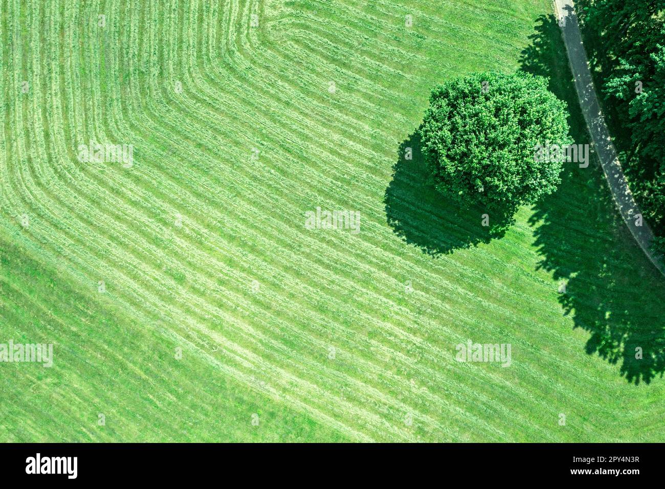 vista aerea dall'alto di un albero verde sull'erba tagliata di fresco. vista punto drone. Foto Stock