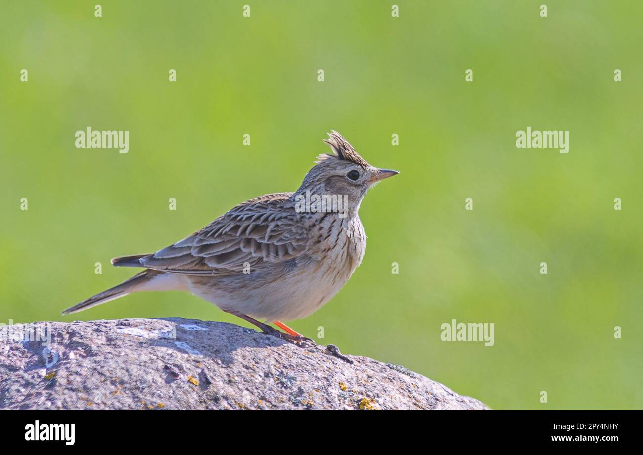 Il grattacielo eurasiatico - Alauda arvensis è un uccello della famiglia dei Lari, degli Alaudidae Foto Stock