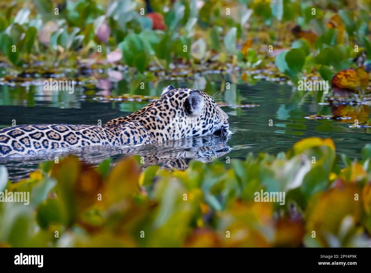 Primo piano vista posteriore di una giovane Jaguar che nuota in acque poco profonde nelle paludi Pantanal Foto Stock