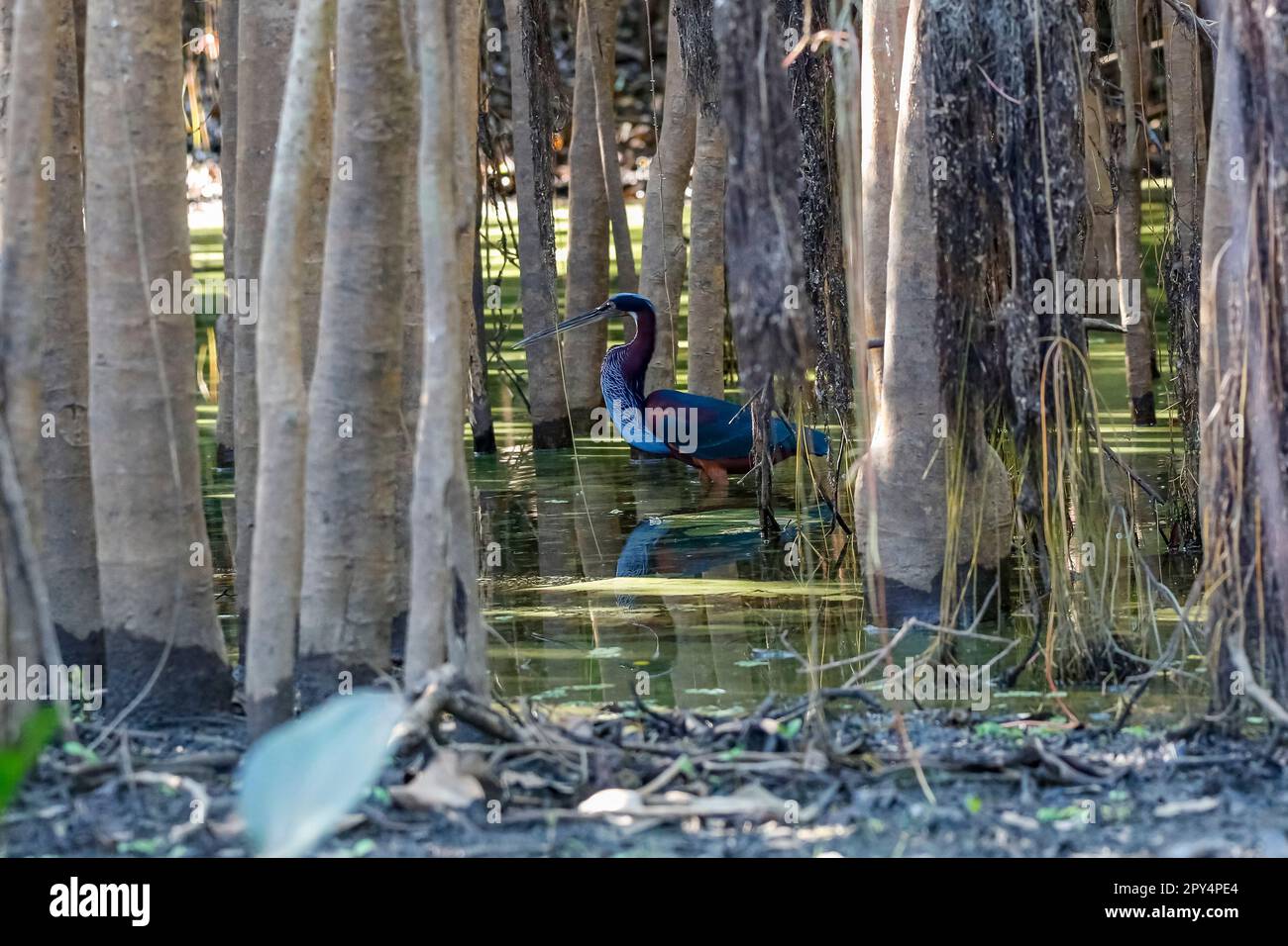 Vista laterale di un meraviglioso agami Heron camminando in acque poco profonde attraverso gli alberi al bordo del fiume, Pantanal Wetlands Foto Stock