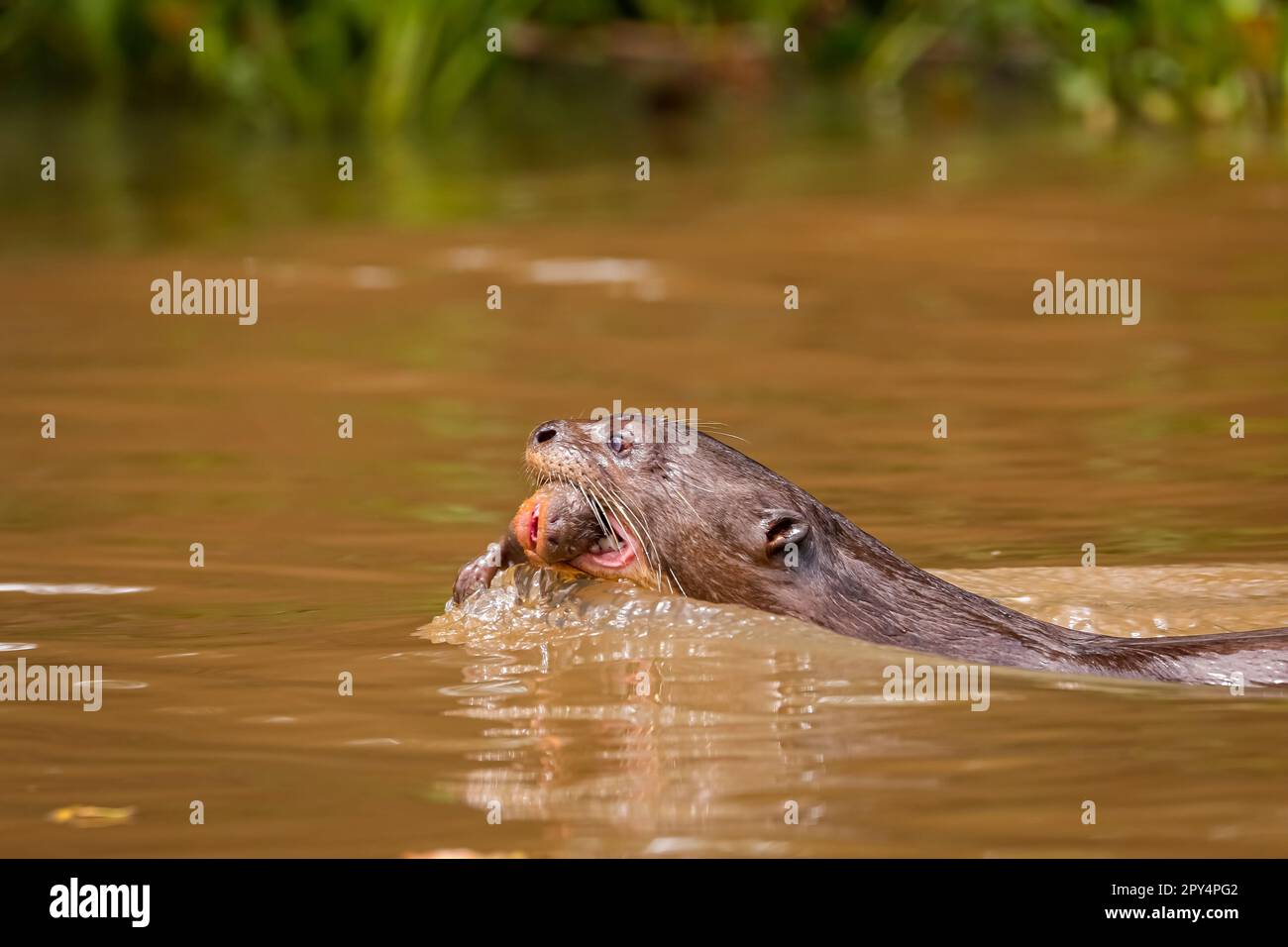 Primo piano di una lontra gigante che nuota in un fiume con il suo bambino in bocca, vista laterale, Pantanal Wetlands, Mato Grosso, Brasile Foto Stock