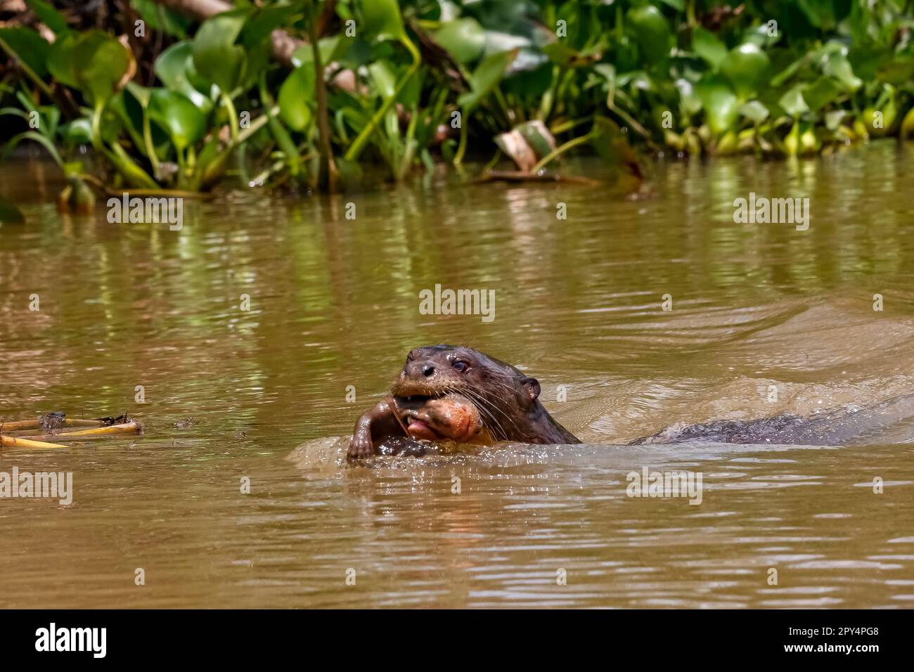 Primo piano di una lontra gigante che nuota in un fiume con il suo bambino in bocca, vista frontale, Pantanal Wetlands, Mato Grosso, Brasile Foto Stock