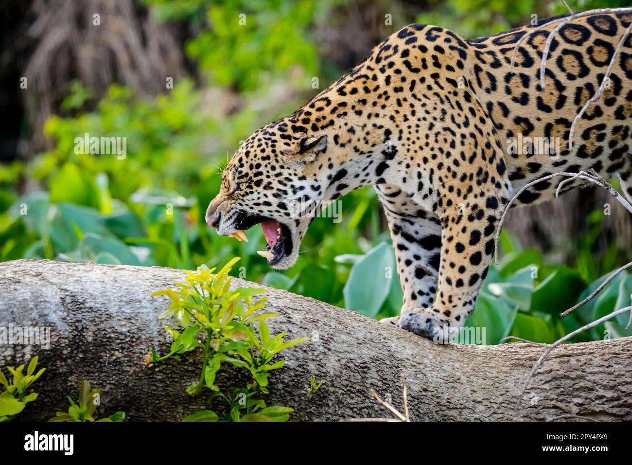 Primo piano di una magnifica Jaguar in piedi in un comportamento minaccioso su un tronco di albero, ruggente, bocca aperta, mostra denti, Pantanal Wetlands, Mato Grosso, B. Foto Stock