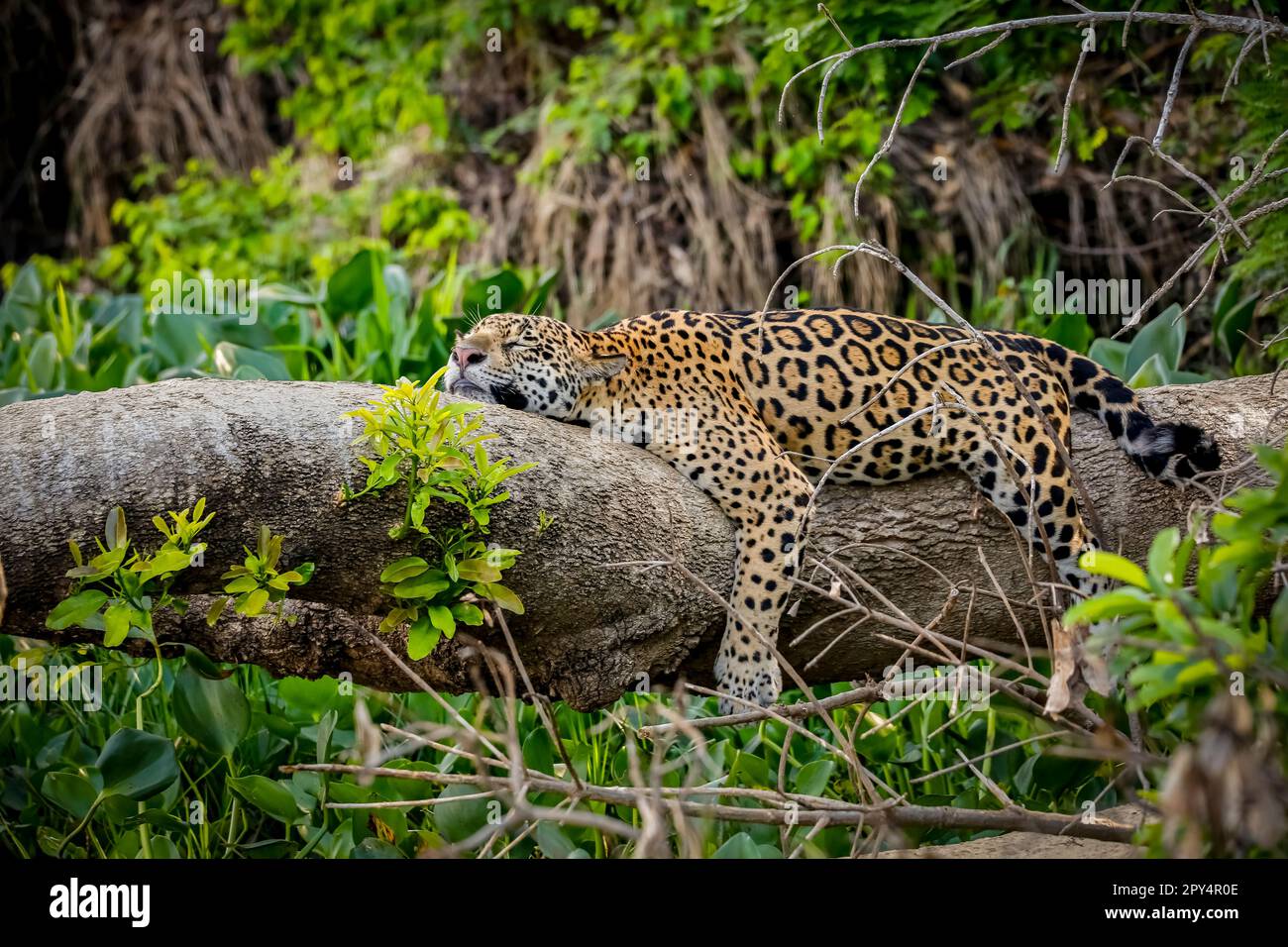 Giaguaro che riposa piatto su un tronco d'albero in posizione divertente al bordo del fiume, testa su tronco e gambe appese giù, Pantanal Wetlands, Mato Grosso, Brasile Foto Stock