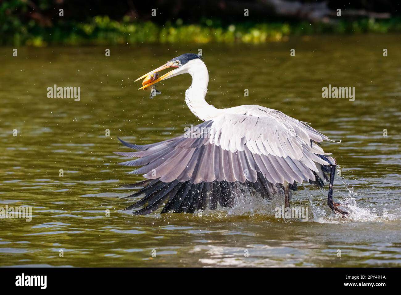 Cocoi Heron cattura un Pirhana in volo sulla superficie del fiume, Pantanal Wetlands, Mato Grosso, Brasile Foto Stock