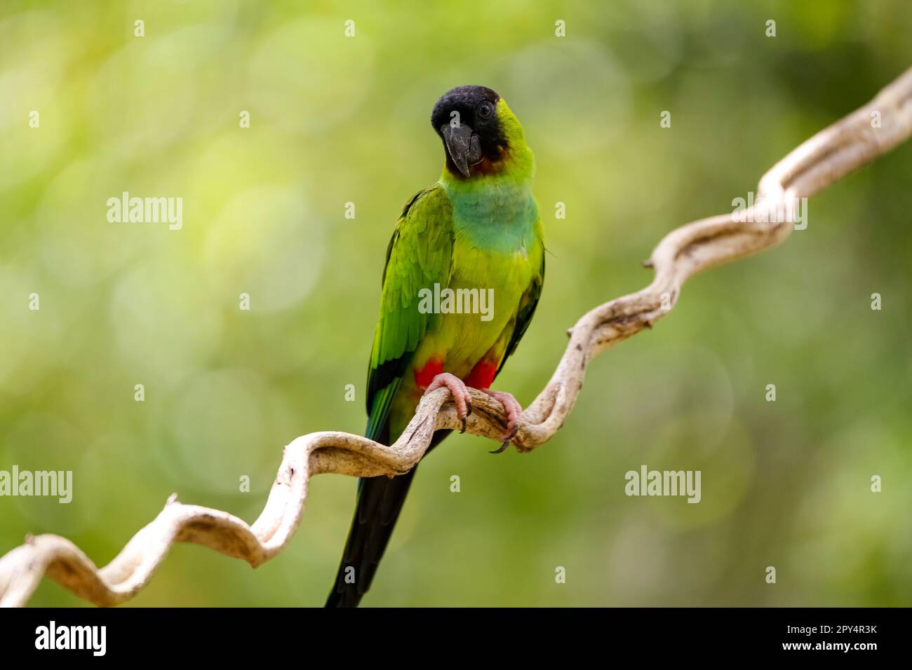Primo piano del bellissimo Nanday Parakeet arroccato su un ramo contro lo sfondo naturale sfocato, Pantanal Wetlands, Mato Grosso, Brasile Foto Stock