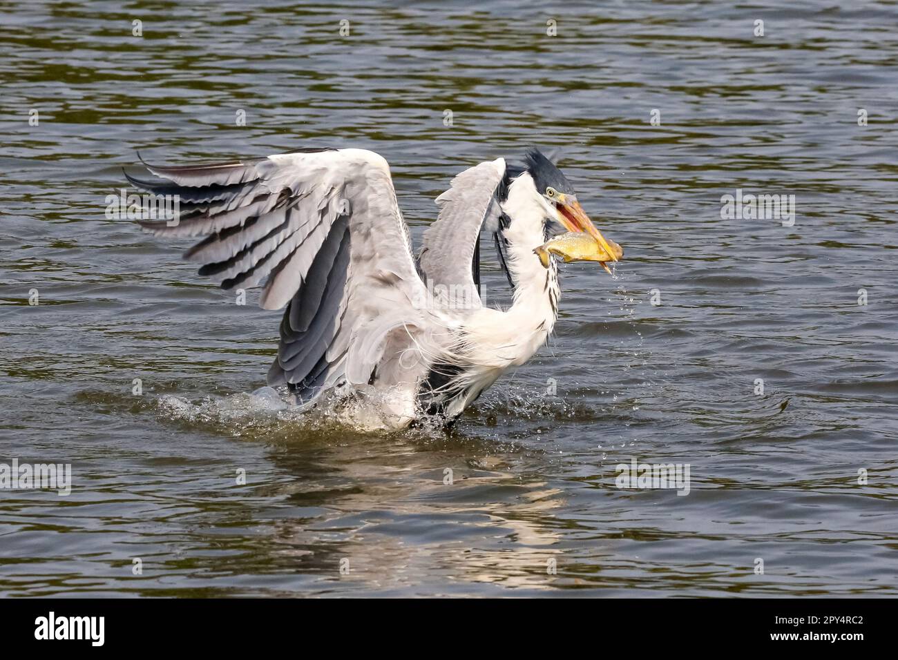 Cocoi Heron sulla superficie del fiume con piranha in becco, ali su, Pantanal Wetlands, Mato Grosso, Brasile Foto Stock