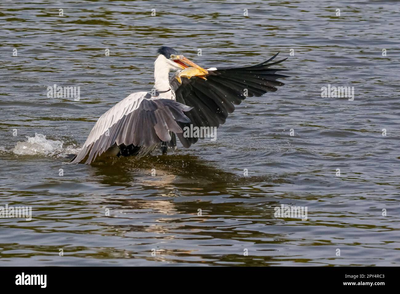 Cocoi Heron partendo dalla superficie del fiume con piranha trasversale in becco, ali sparse, Pantanal Wetlands, Mato Grosso, Brasile Foto Stock