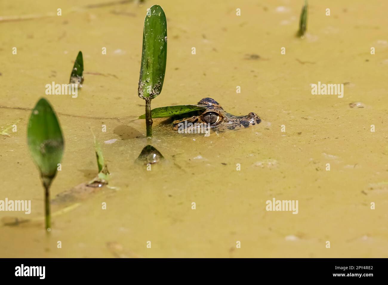 Testa di un piccolo caimano Yacare sulla superficie di un fiume fangoso con alcune piante verdi, Pantanal Wetlands, Mato Grosso, Brasile Foto Stock
