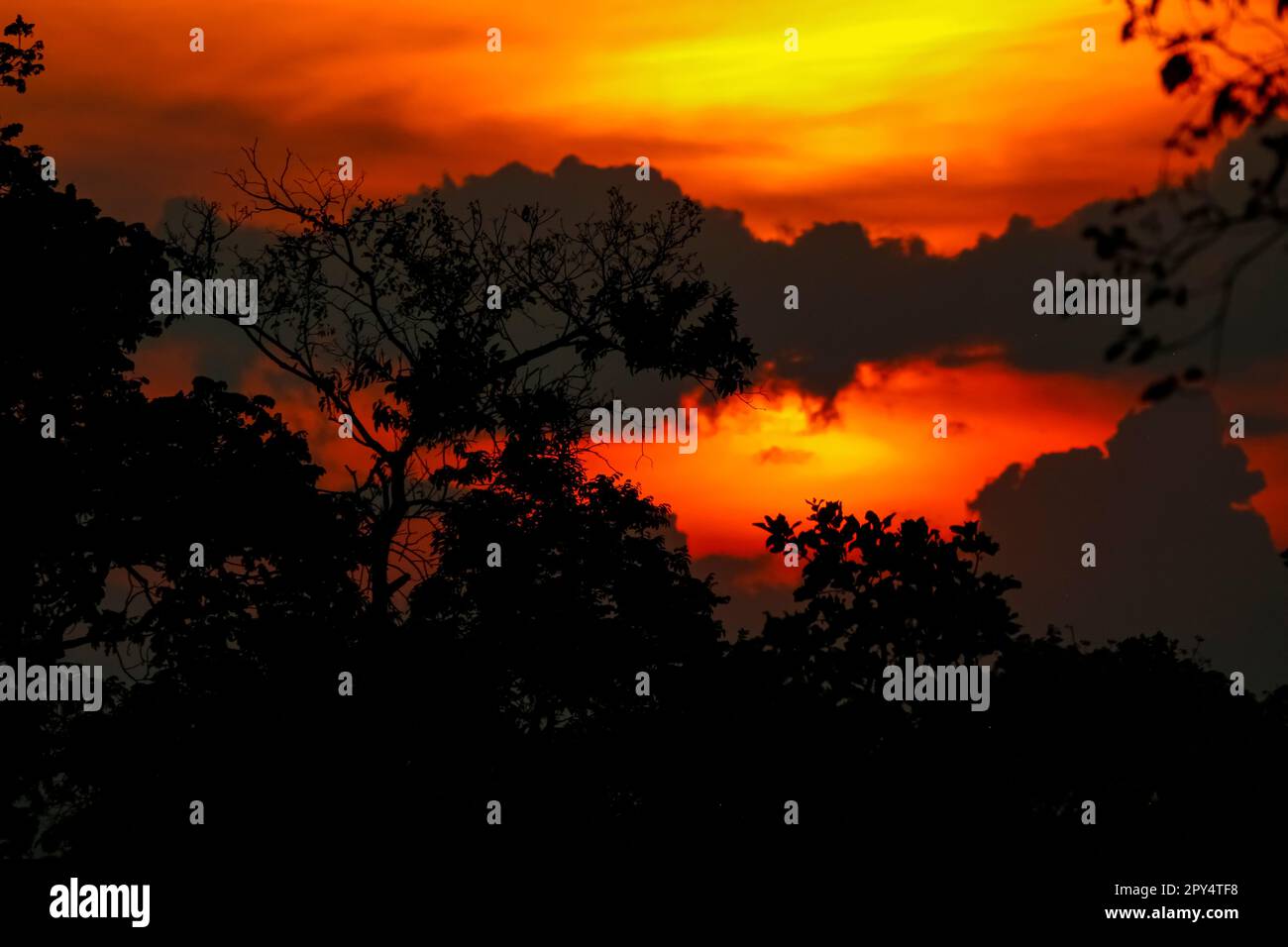 Colorato e suggestivo tramonto con nuvole e silhouette di alberi nel Pantanal Wetland Foto Stock