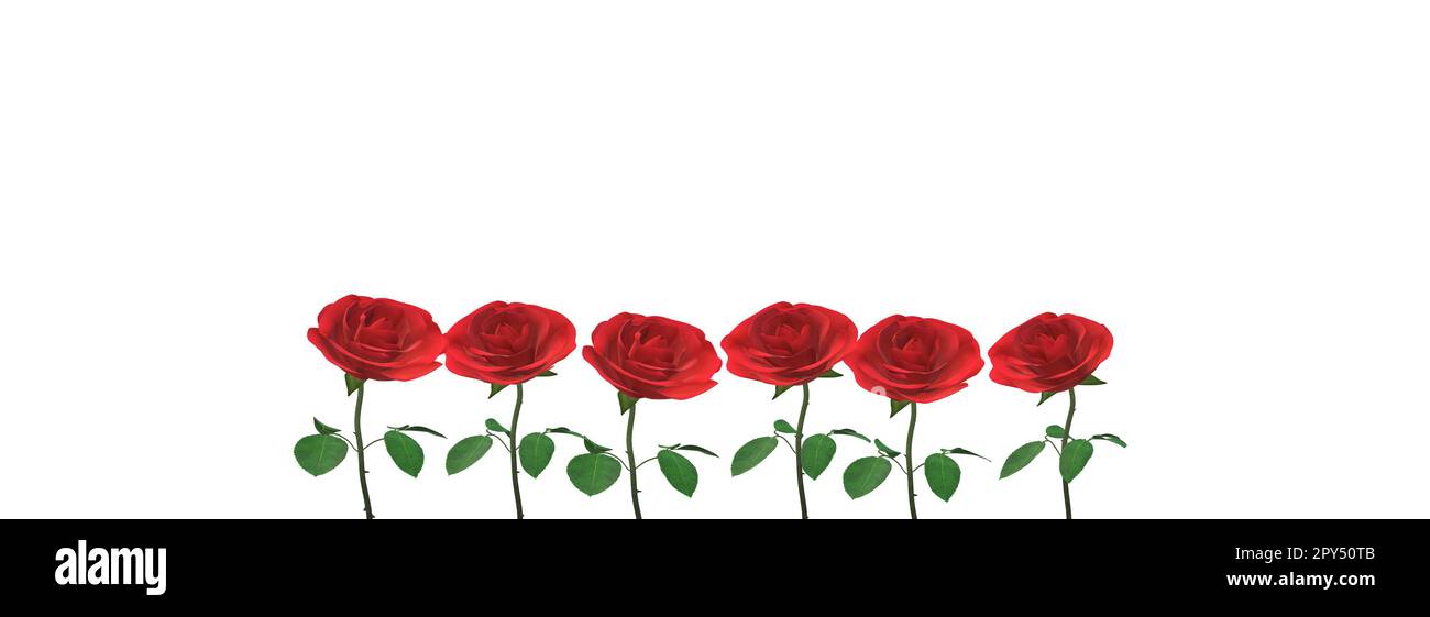 Rose rosse romantiche isolate su sfondo bianco con spazio per il testo. Foto Stock