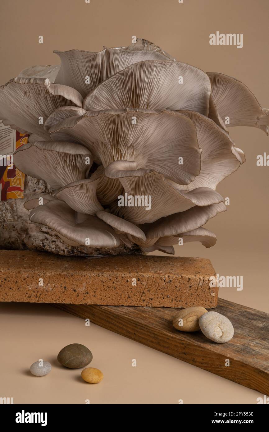stupendi funghi naturali biologici di ostriche Foto Stock