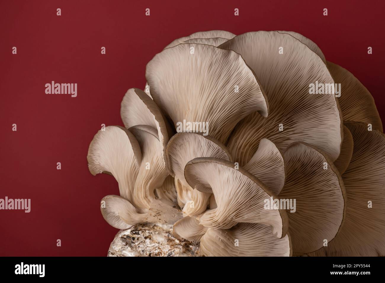 stupendi funghi naturali organici ostriche, spazio copia Foto Stock