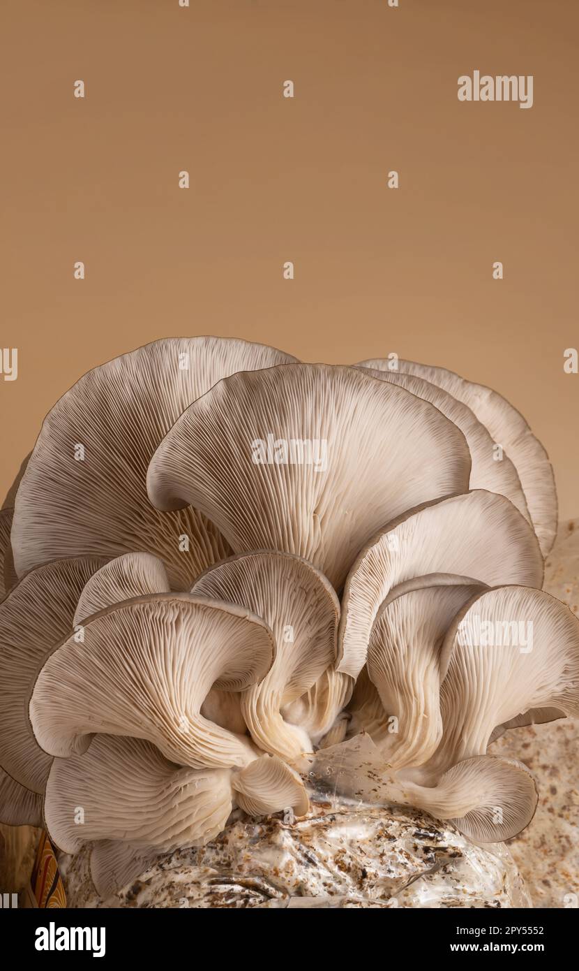 stupendi funghi naturali organici ostriche, spazio copia Foto Stock