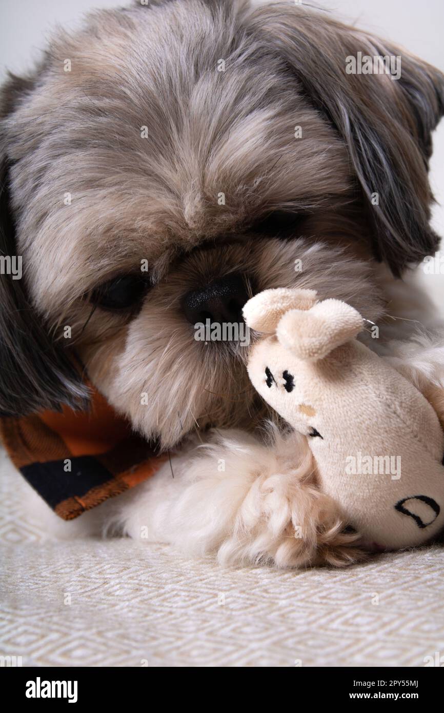 foto di un cane che gioca con il suo piccolo giocattolo Foto Stock