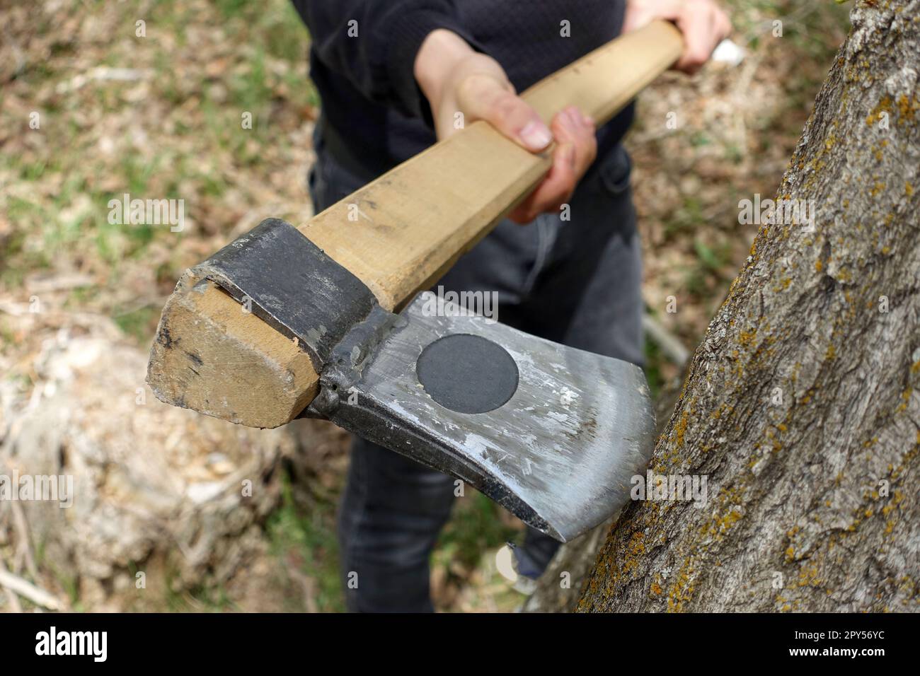 abbattere alberi con un'ascia, abbattere alberi, tagliare alberi senza permesso, alberi e asce Foto Stock