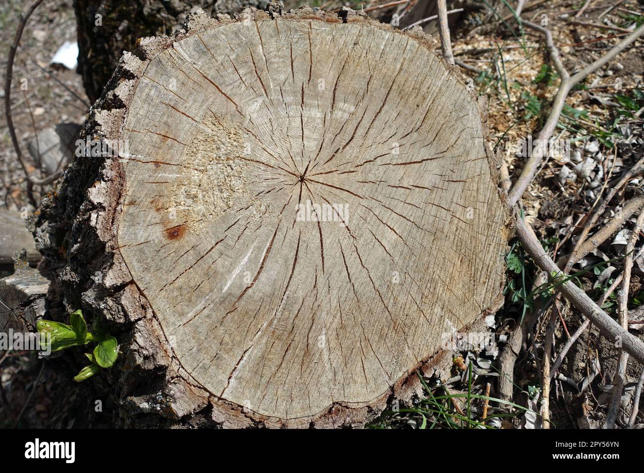 Il ceppo dell'albero tagliato con una motosega ha iniziato a verde dal bordo, i ceppi di pioppo verdi Foto Stock