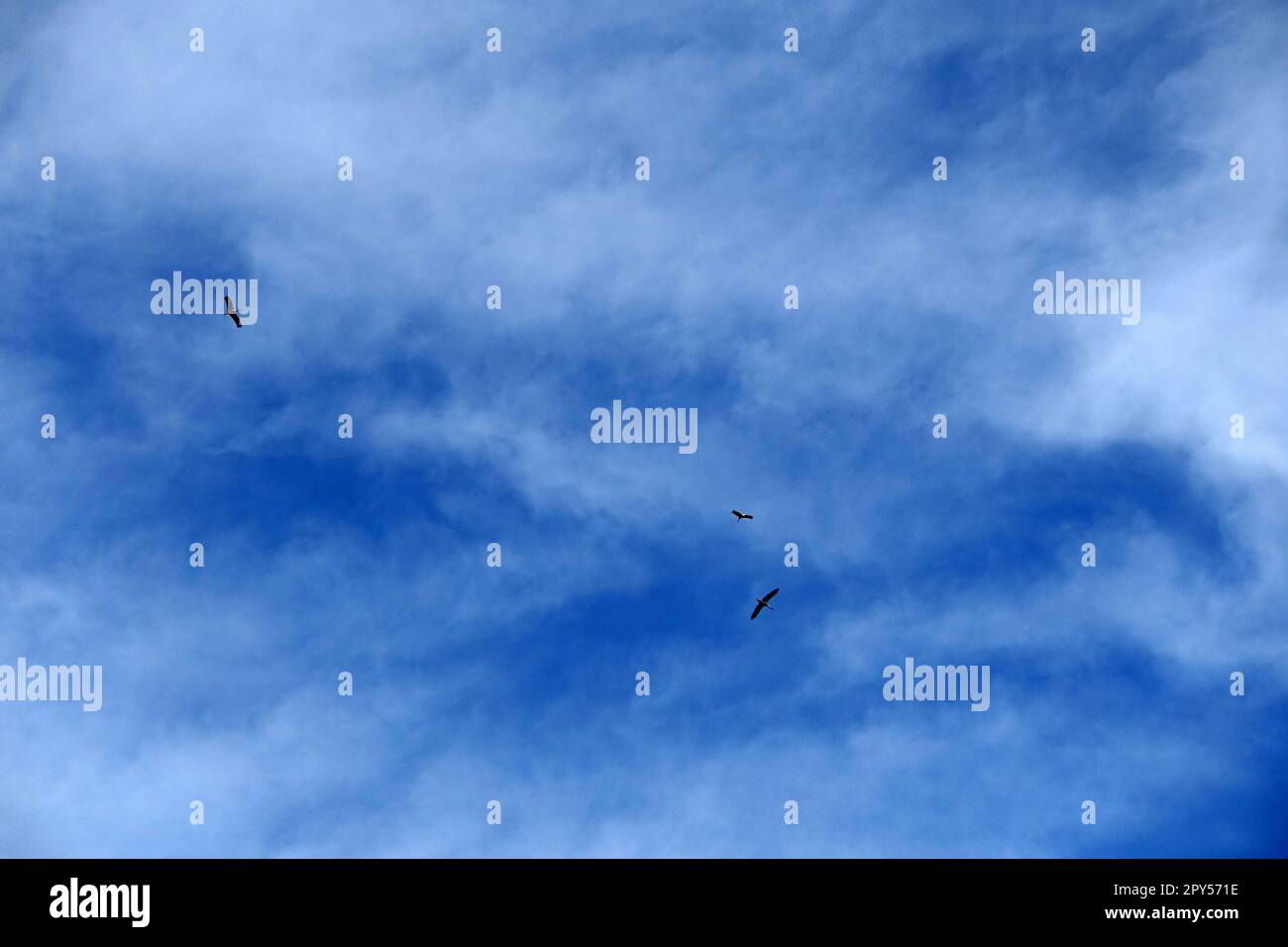 cicogne che volano nel cielo blu e nuvoloso, cicogne che volano nel cielo in primavera, cielo e cicogne Foto Stock