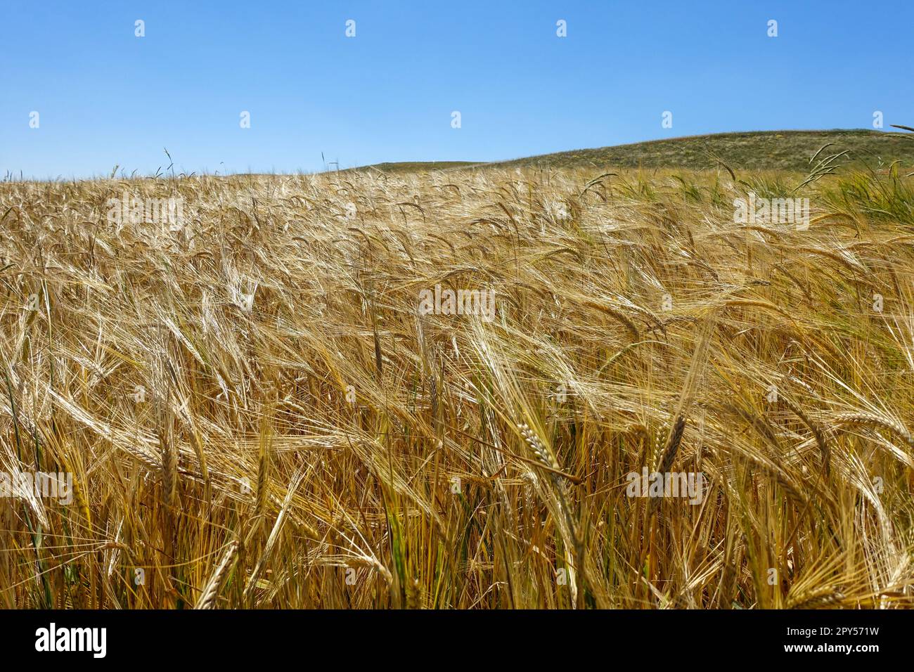 immagini di orzo, coltivazione di orzo e raccolta di orzo, coltivazione di orzo in clima continentale Foto Stock