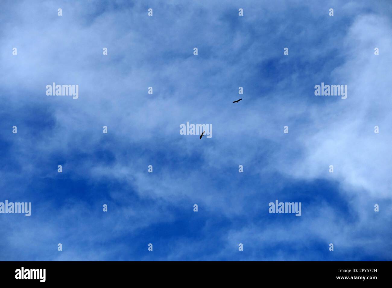 cicogne che volano nel cielo blu e nuvoloso, cicogne che volano nel cielo in primavera, cielo e cicogne Foto Stock