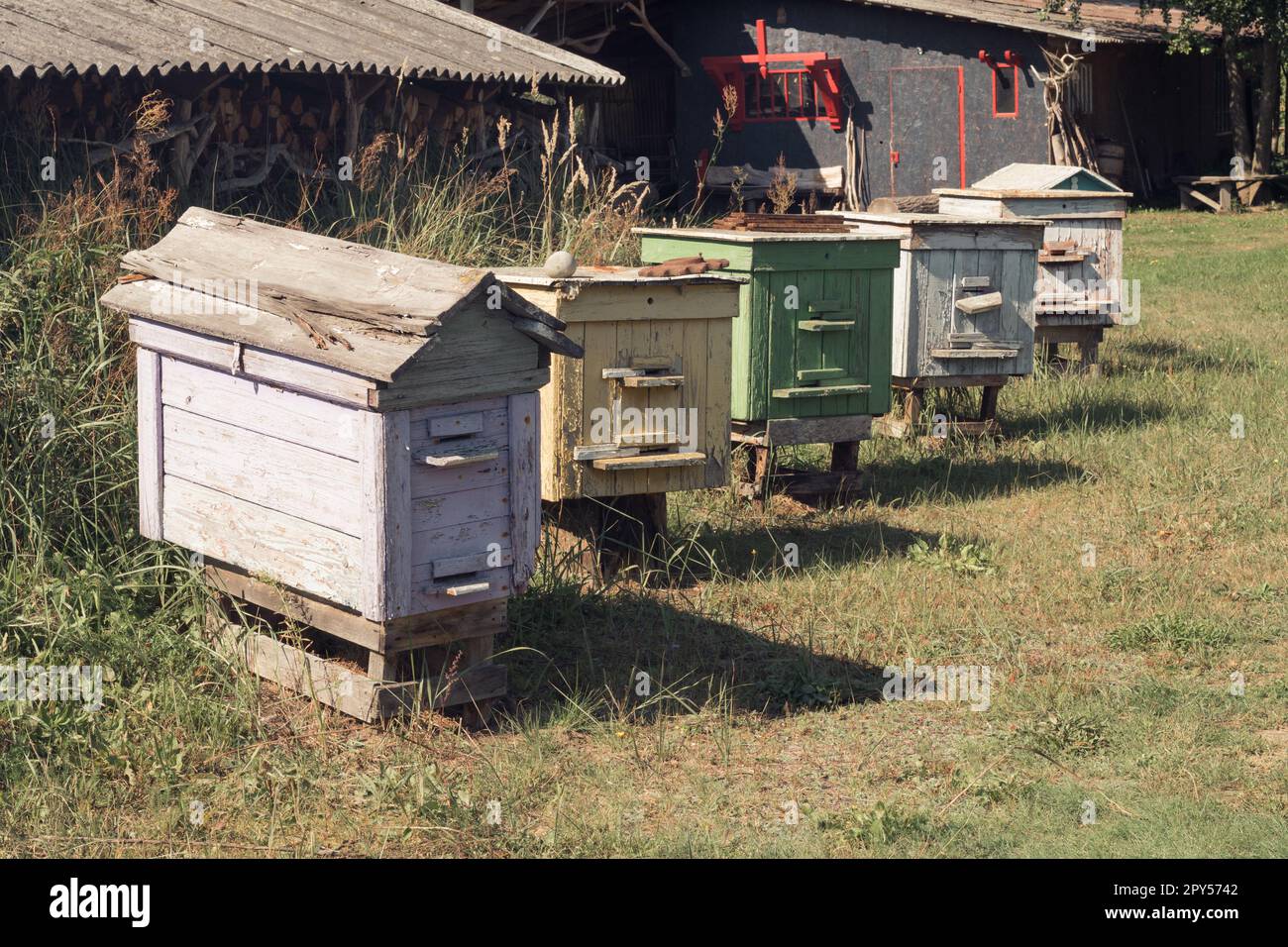 Fila di vecchie palestre nel giardino di casa. Scatole di legno colorate per apicoltura. Produzione di miele fatto in casa, apicoltura. Foto Stock