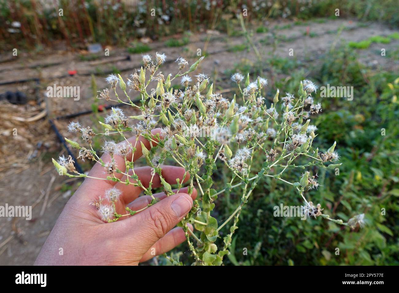 pianta di lattuga da seme riservata ai semi in giardino, semi di lattuga ravvicinata, lattughe da seme, semi di ortaggi Foto Stock