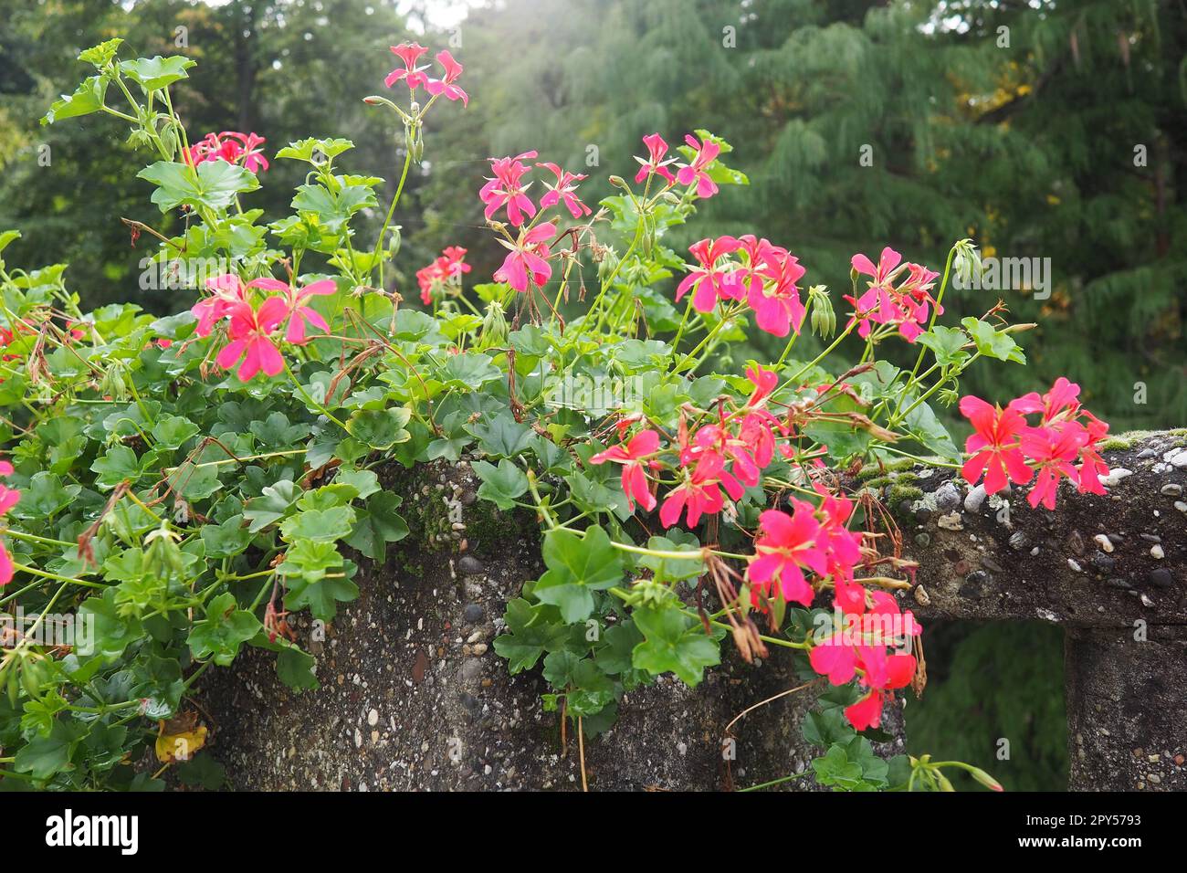 Fioritura di geranio edera rosa pelargonium, design verticale di paesaggi di strade e parchi. Bellissimi grandi fiori pelargonium geranio. Floricoltura e orticoltura. Banja Koviljaca. Foto Stock