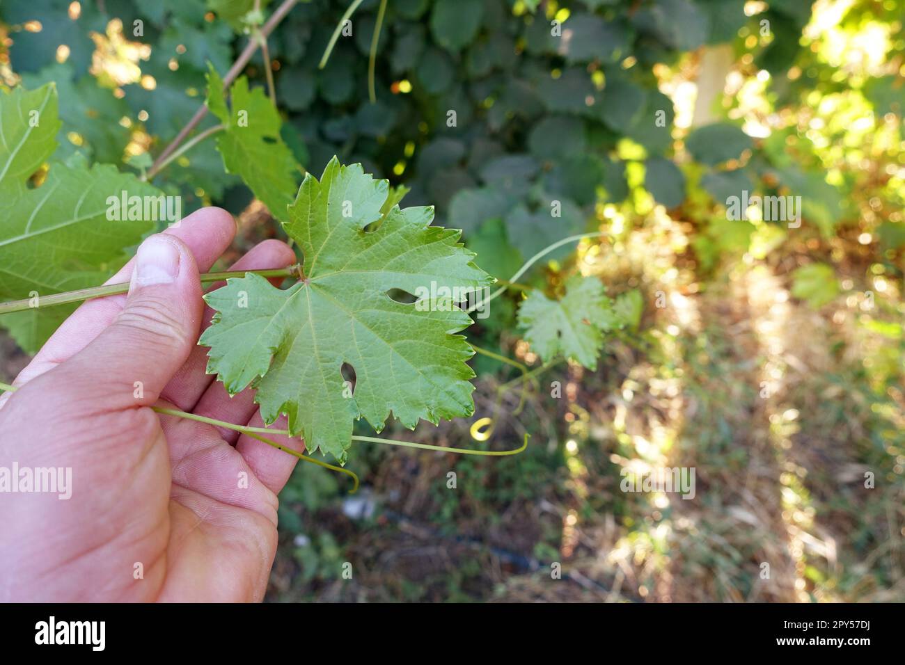 germogli e foglie di vite, foglie di uva, foglie di vite fresche Foto Stock