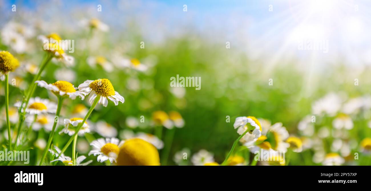 Vista in primo piano delle margherite fiorite nel parco naturale al sole estivo. Foto Stock