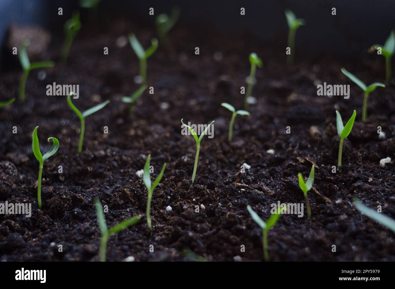 Primo piano germinazione di semi giovani e la coltivazione di piante con goccia d'acqua piovana su verde e mattina luce solare ambiente Foto Stock