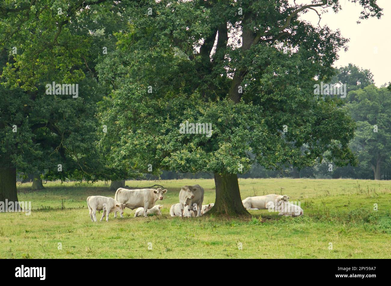 Bestiame bianco sul prato sotto un albero. Animali d'allevamento per la produzione di carne Foto Stock