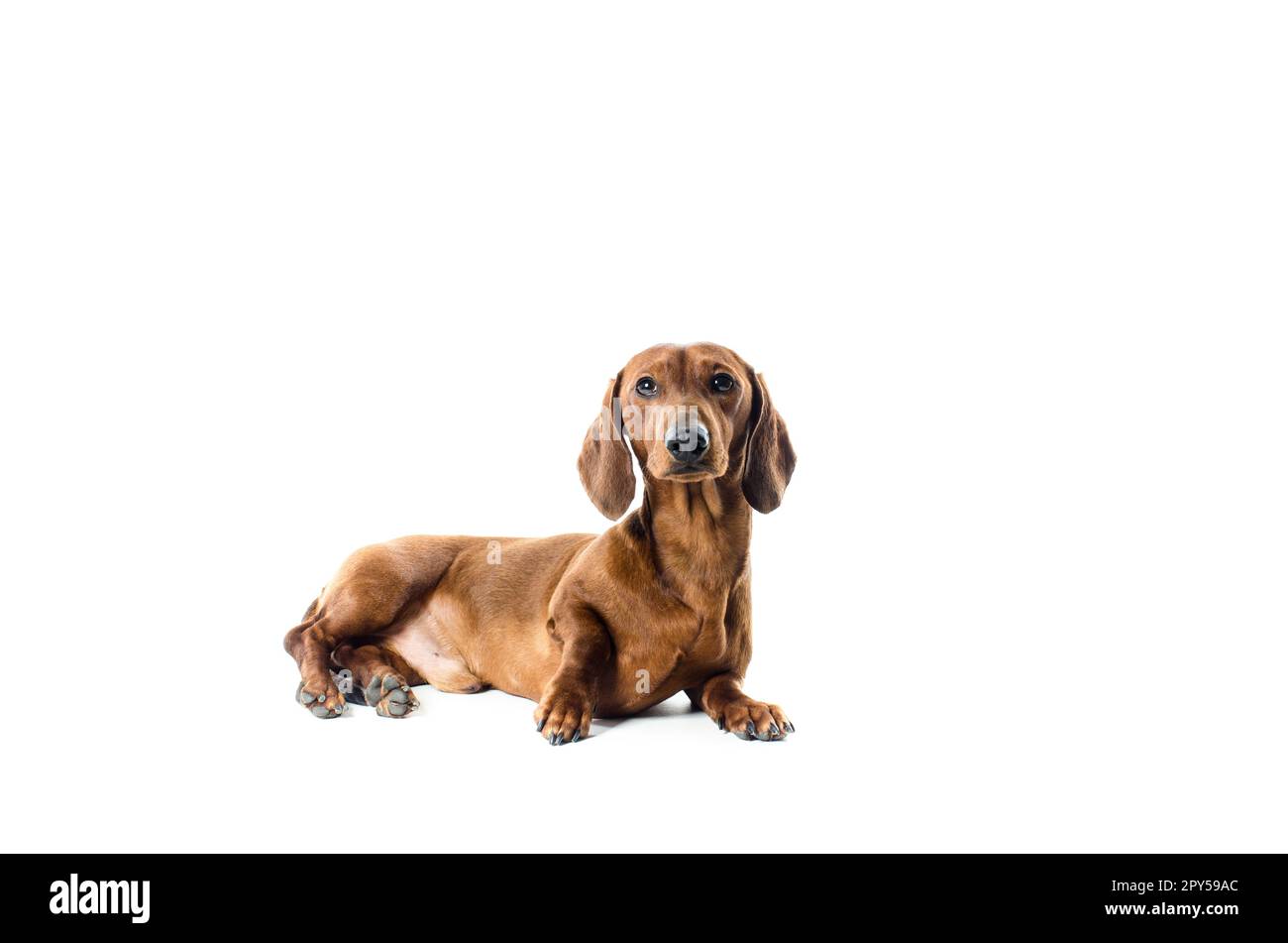 Dachshund rosso corto cane, cane da caccia, isolato su sfondo bianco Foto Stock