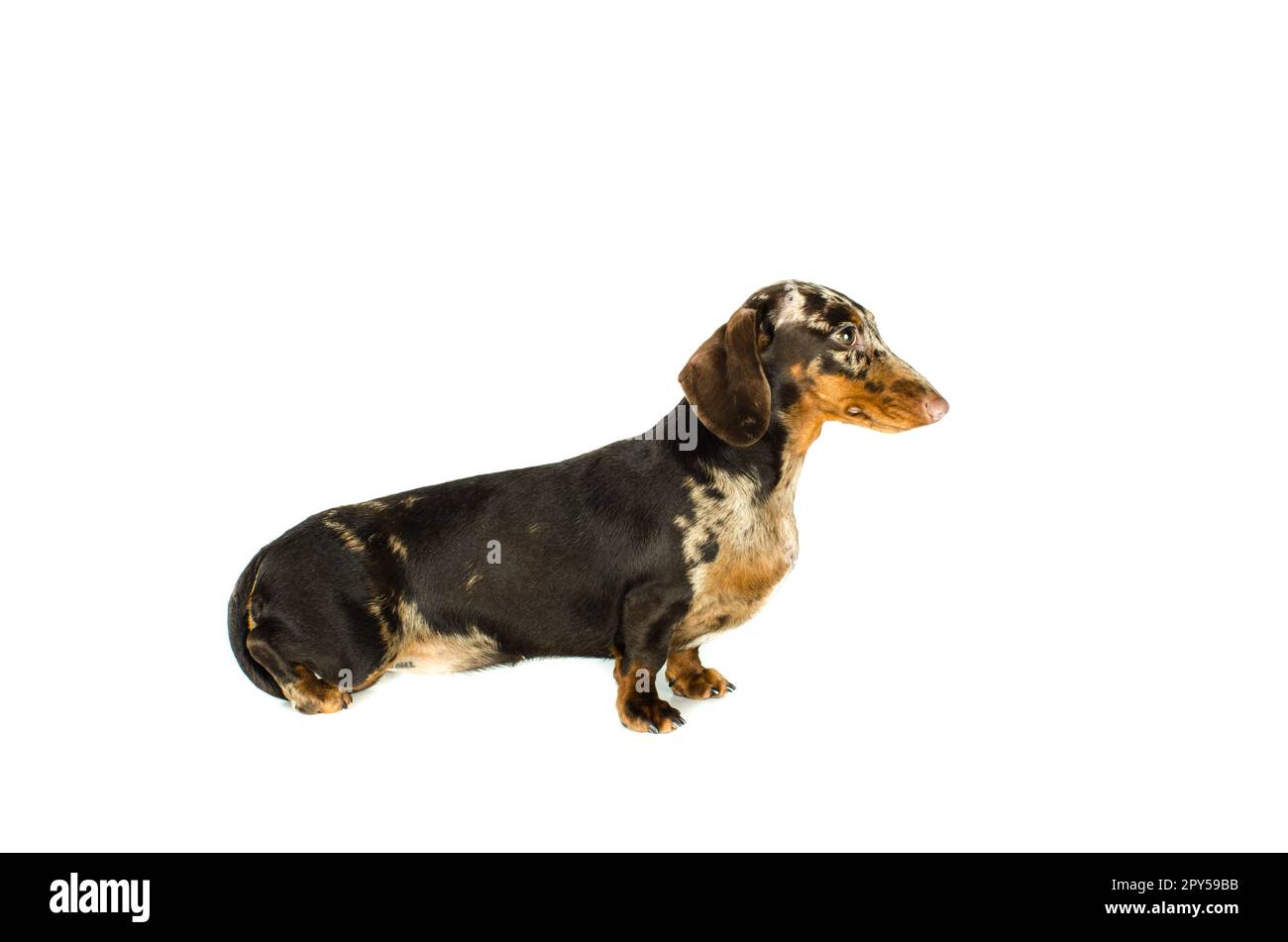Dachshund Dog in marmo corto, cane da caccia, isolato su sfondo bianco Foto Stock
