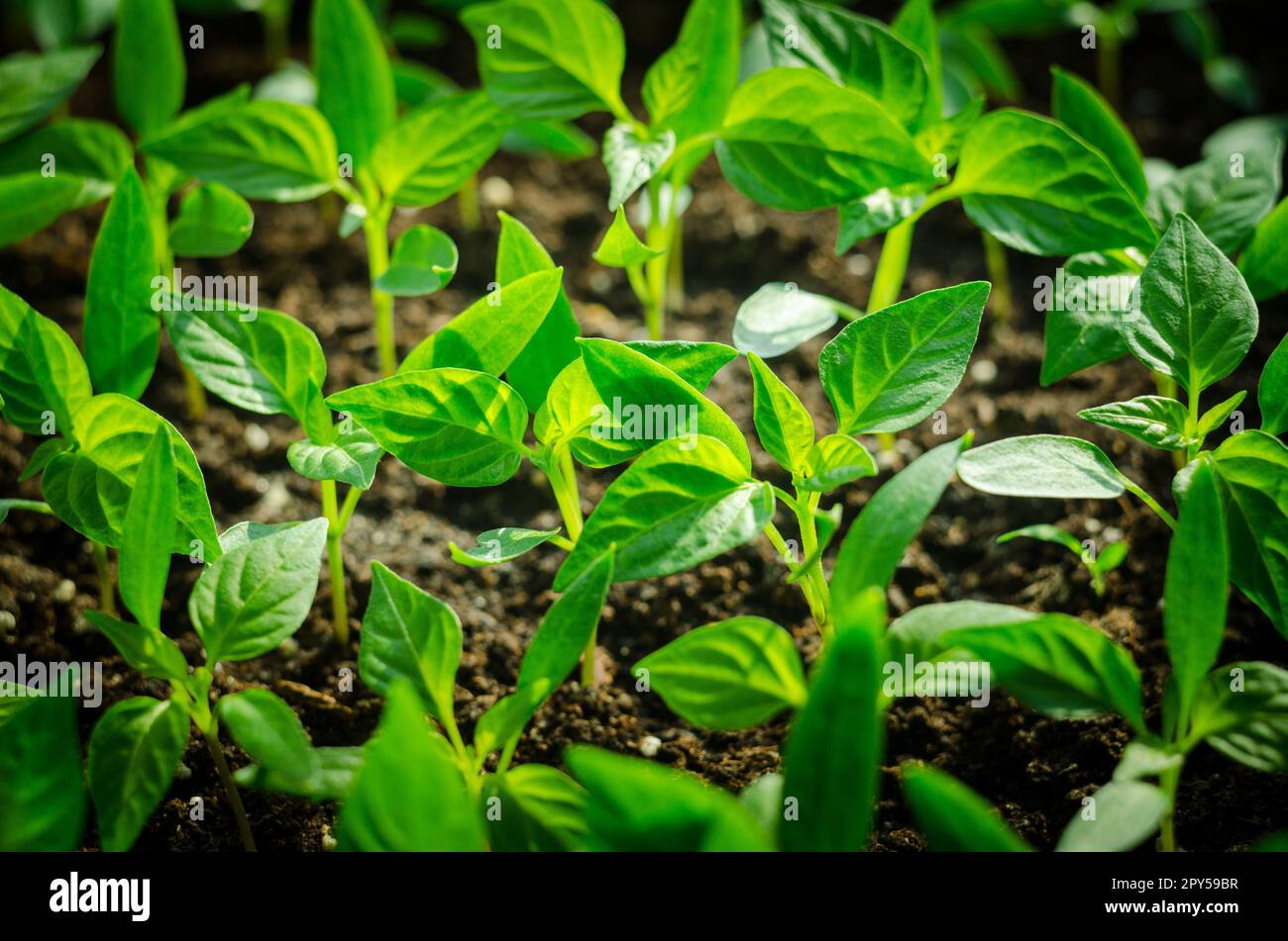 Primo piano germinazione di semi giovani e la coltivazione di piante con goccia d'acqua piovana su verde e mattina luce solare ambiente Foto Stock