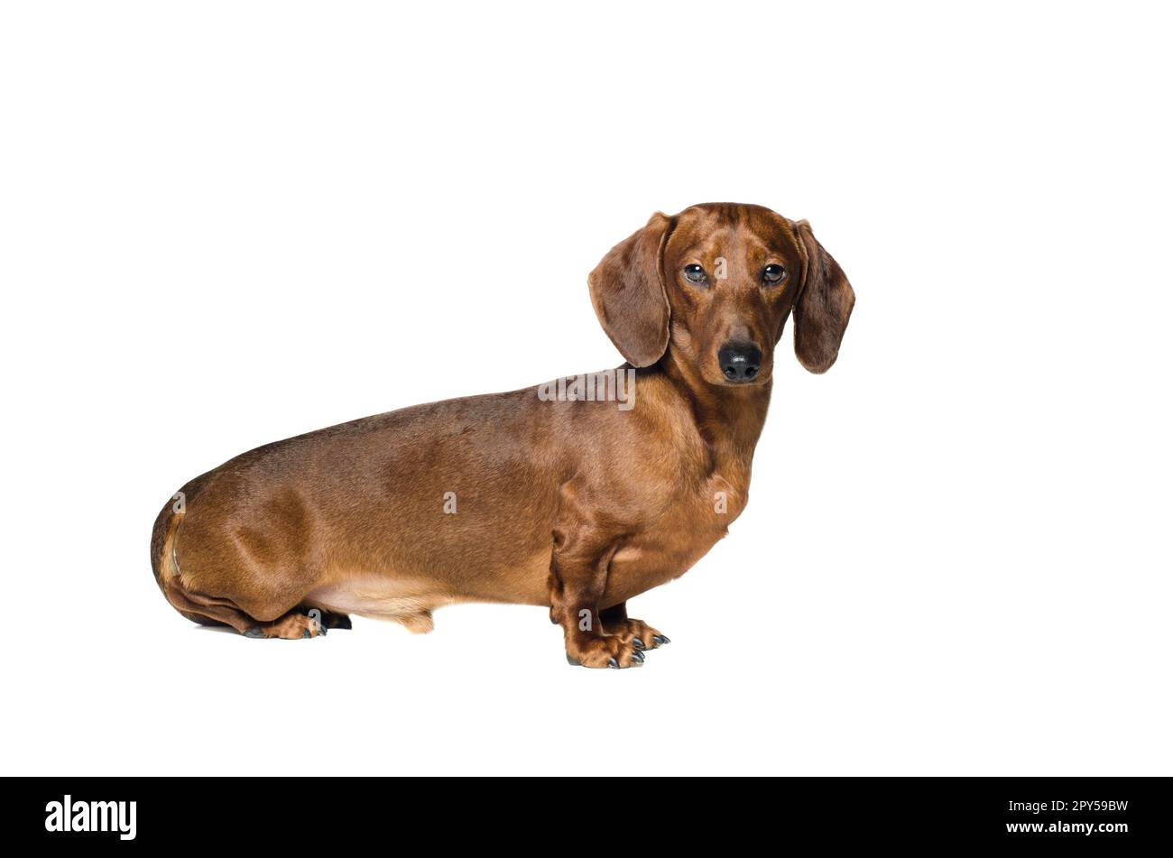 Dachshund rosso corto cane, cane da caccia, isolato su sfondo bianco Foto Stock