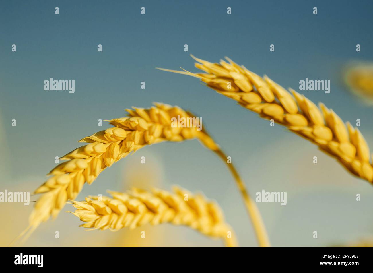 sfondo di orecchie mature di grano giallo sullo sfondo del cielo. Copia lo spazio dei raggi del sole che tramonta all'orizzonte nel prato rurale foto di natura da vicino idea di un ricco raccolto Foto Stock