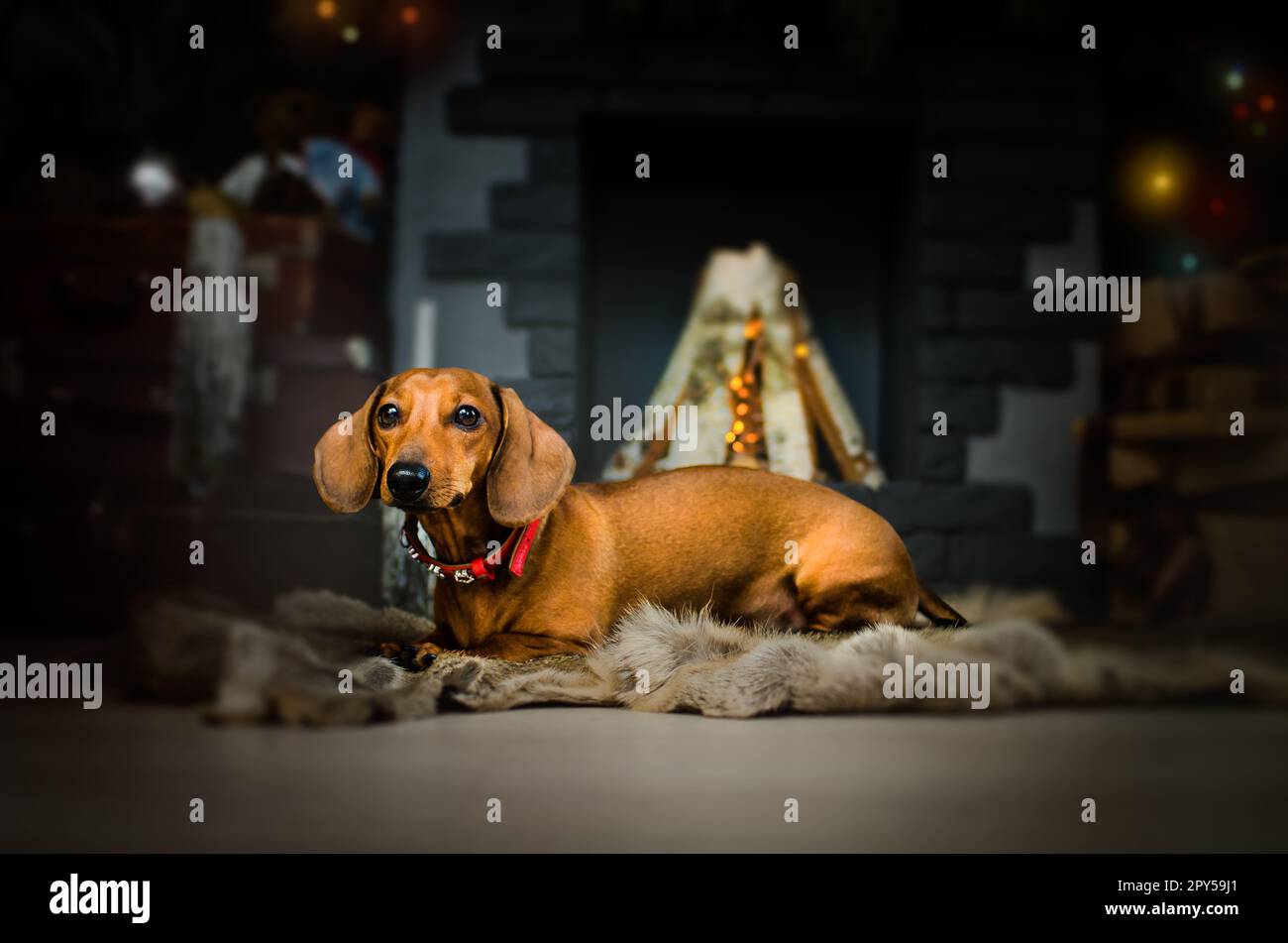 Bassotto natalizio immagini e fotografie stock ad alta risoluzione - Alamy