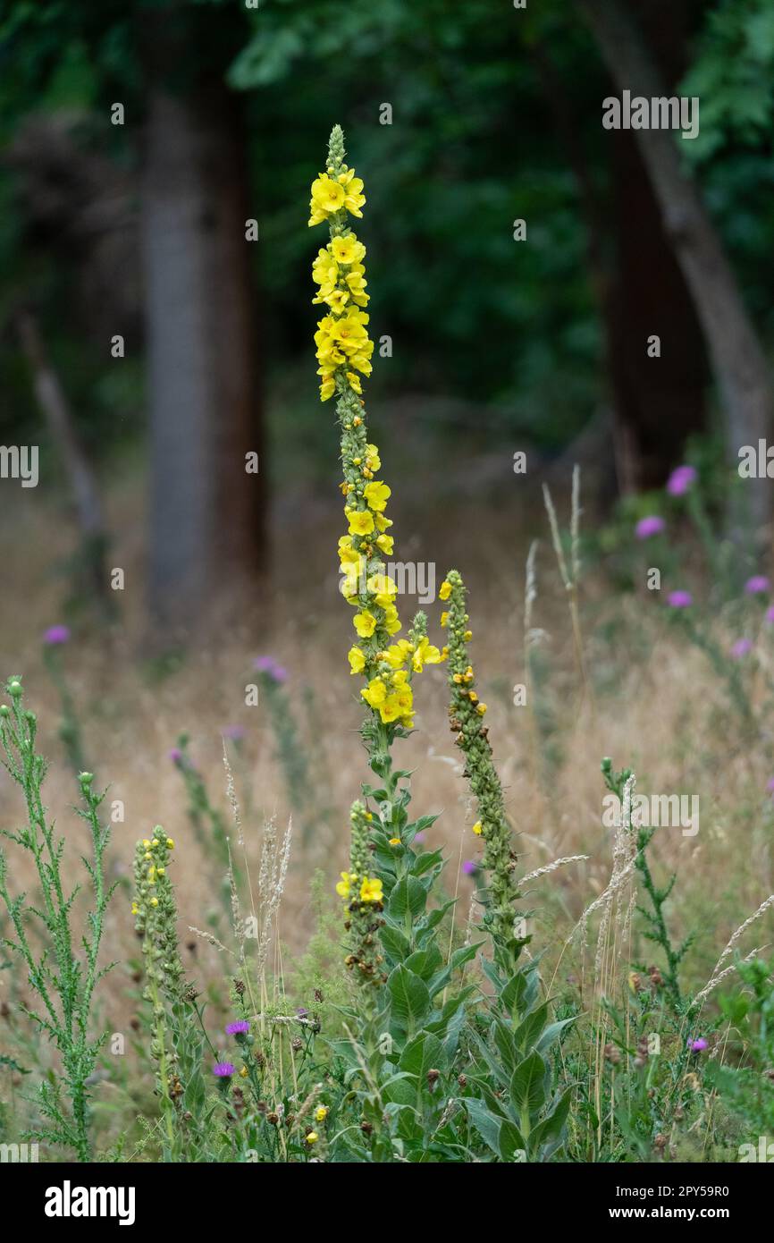 Fioritura selvatica pianta biennale Verbascum thapsus in natura. Foto Stock