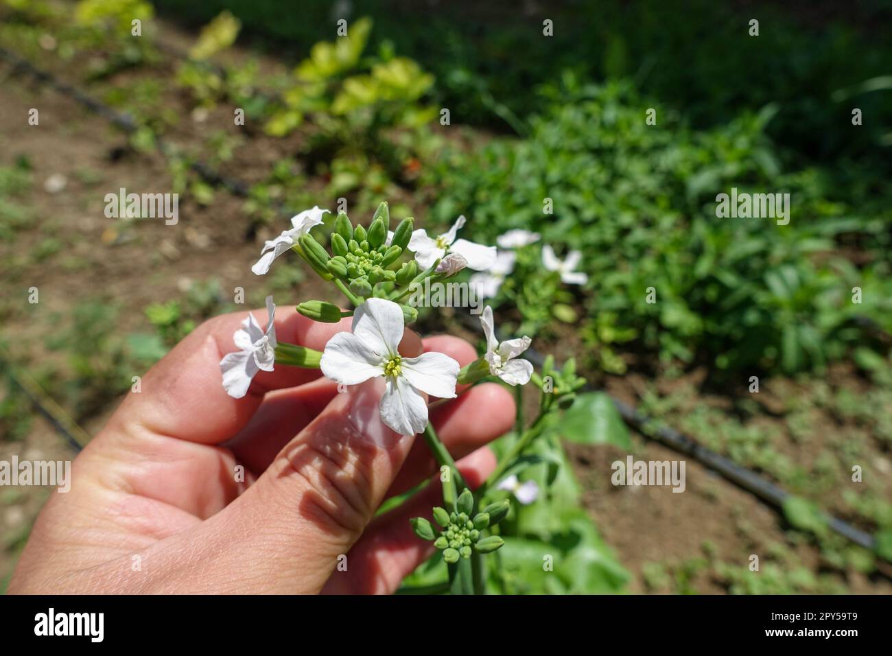 fioritura delle piante di ravanello, fiore di ravanello, bellissimo fiore di pianta di ravanello da vicino Foto Stock