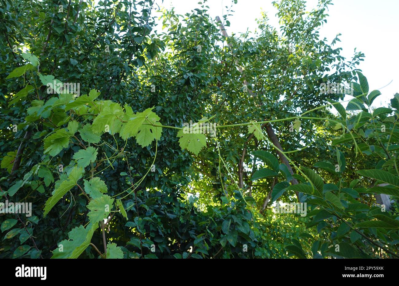 germogli e foglie di vite, foglie di uva, foglie di vite fresche Foto Stock