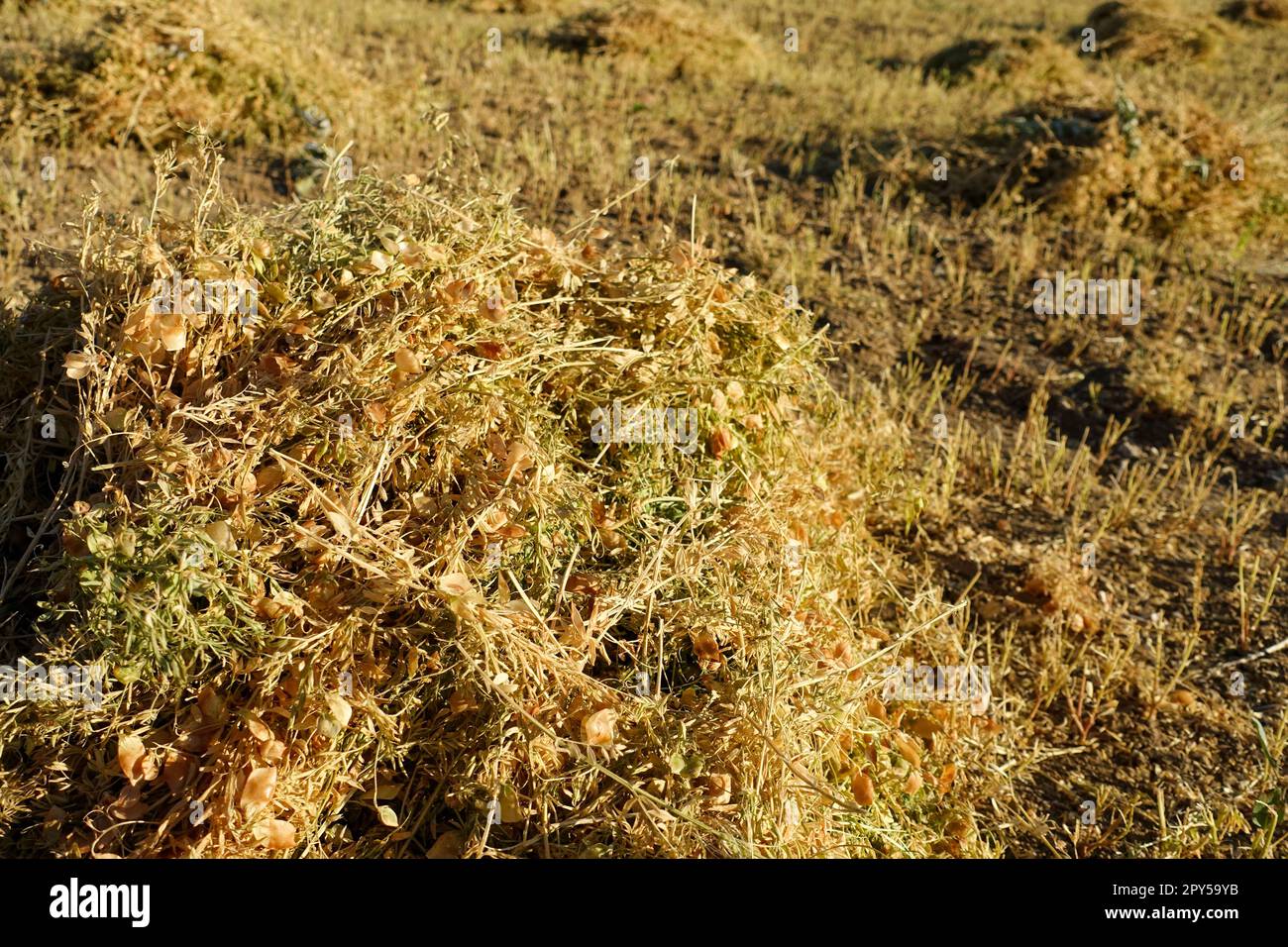 pianta di lenticchie tagliata in campo, cumuli di lenticchie, pronta per essere raccolta, essiccata in campo, fasci di lenticchie Foto Stock