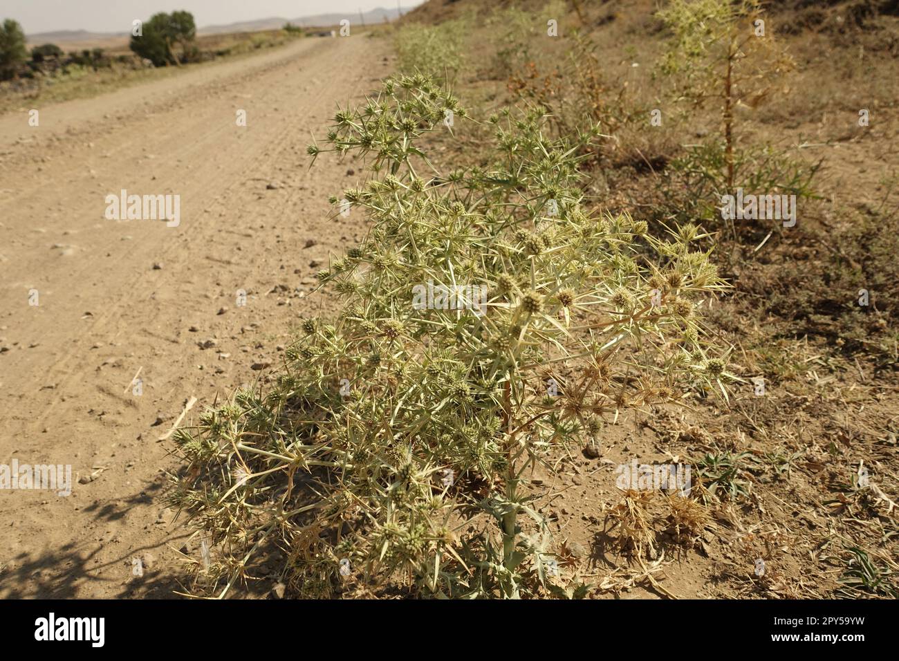 Eryngium campestre Plant, roadside Eryngium campestre thistle, medicinale Eryngium campestre thistle Plant Foto Stock