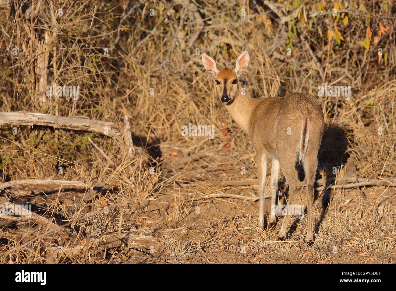 Kronenducker / comune duiker / Sylvicapra grimmia Foto Stock