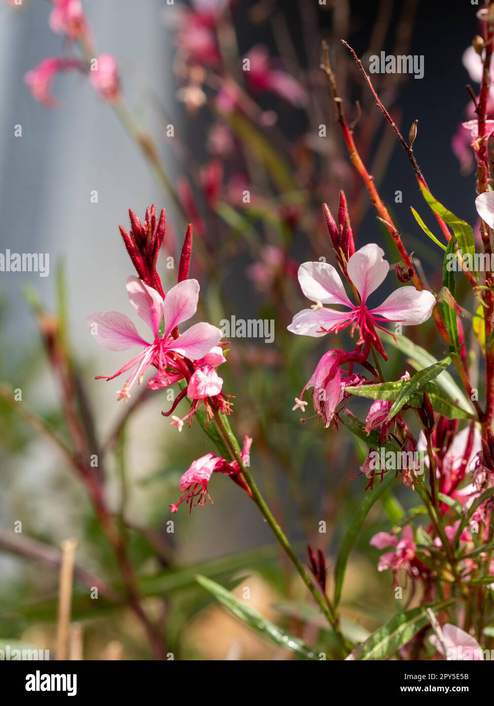 Fiori di Gaura rosa o farfalle Whirling, Gaura lindheimeri, fiorendo in un giardino di cottage costiero australiano Foto Stock