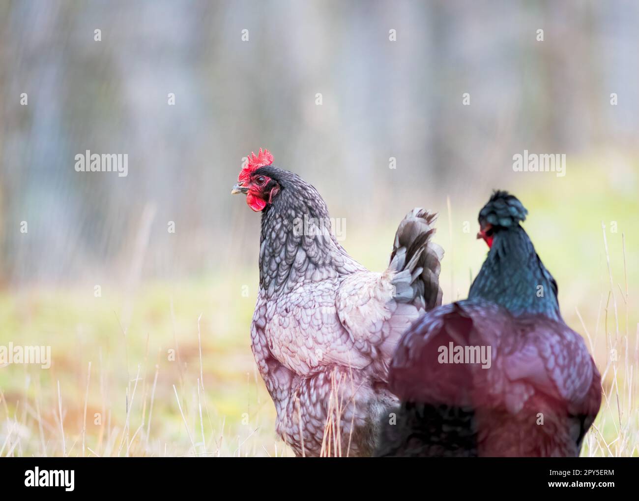 Due polli si trovano in un prato Foto Stock