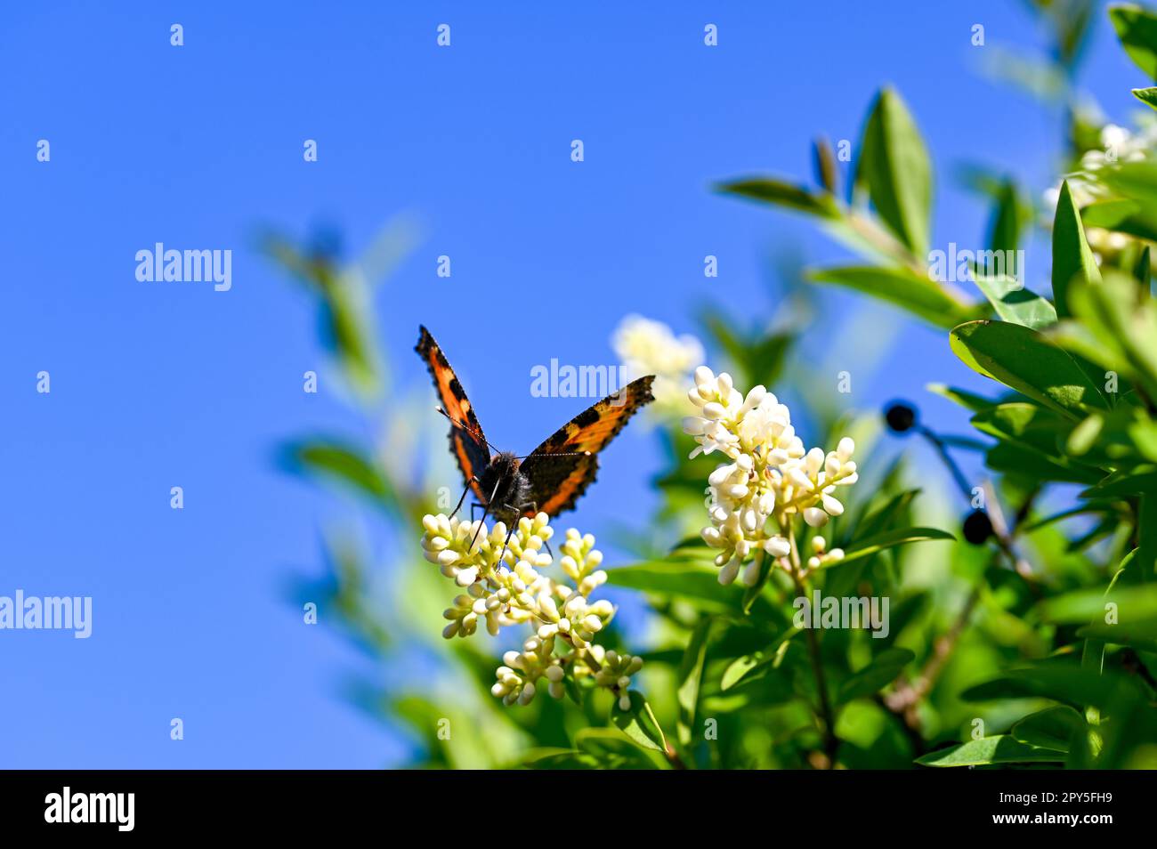 Piccola farfalla a guscio di tartaruga sulla pianta in natura con cielo blu Foto Stock