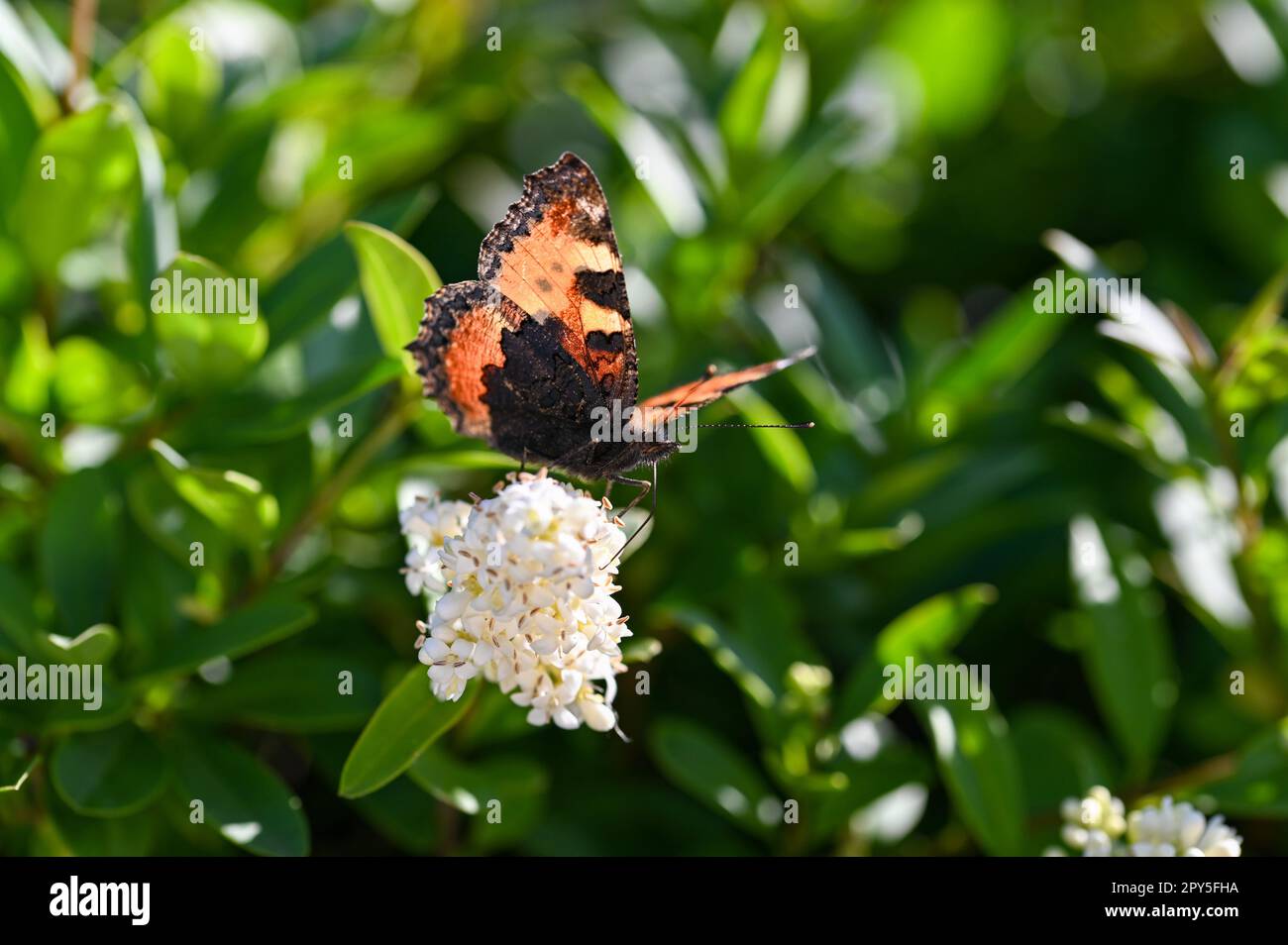 Piccola farfalla a guscio di tartaruga sulla pianta in natura Foto Stock