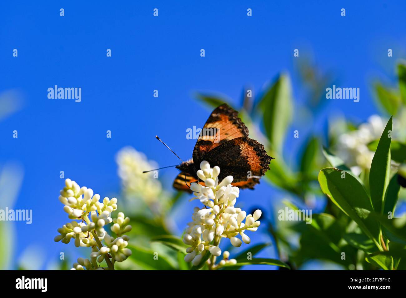 Piccola farfalla a guscio di tartaruga sulla pianta in natura con cielo blu Foto Stock